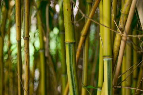 bamboo tree plant