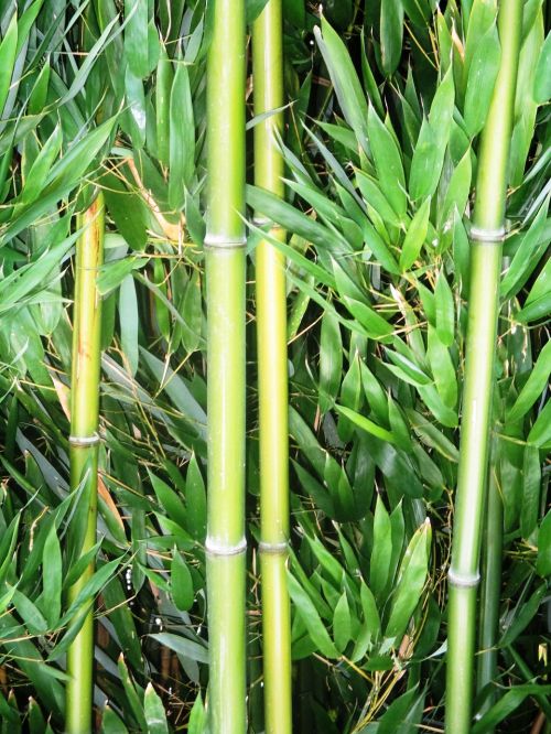 bamboo bamboo cane plant