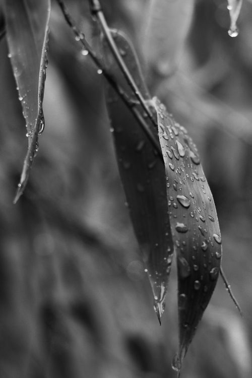 bamboo leaves rainy day