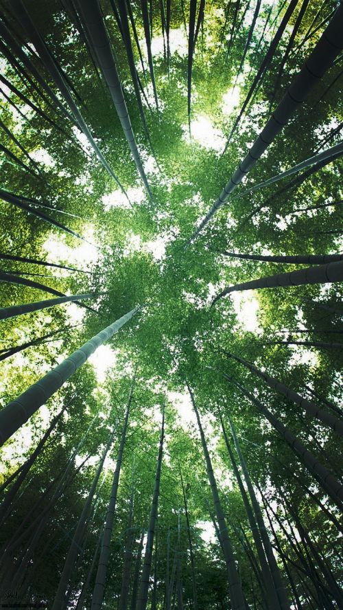 bamboo sky green