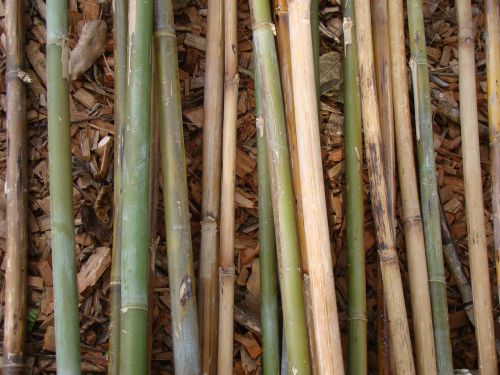 bamboo bamboo rods plant