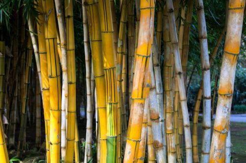 bamboo cana plant