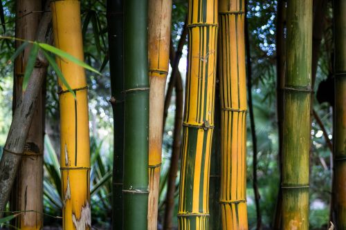 bamboo cana plant