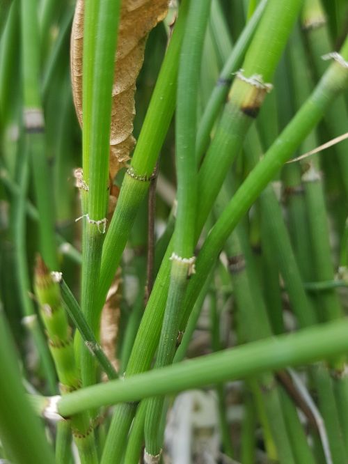 bamboo forest green