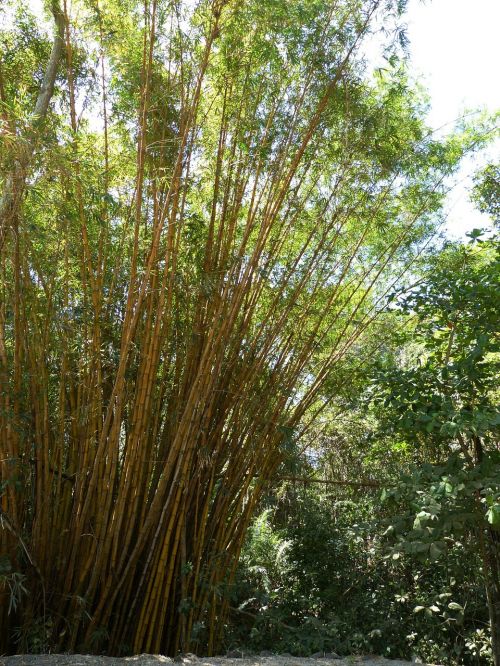bamboo grass bamboo plants