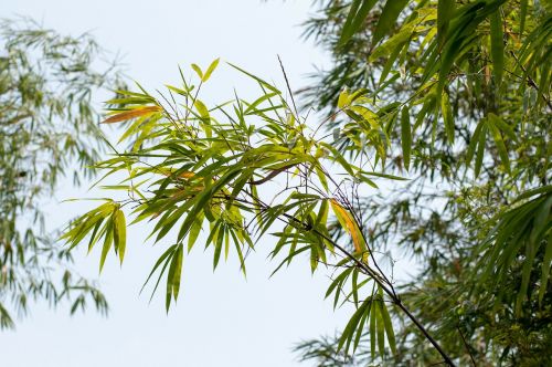 bamboo botanic garden plant