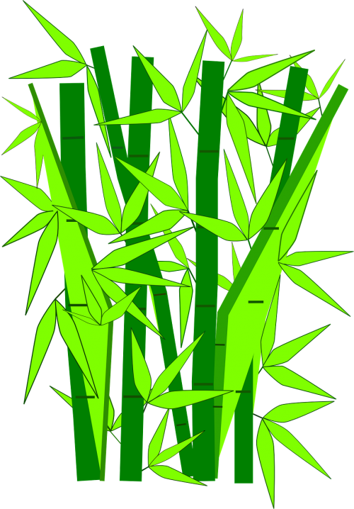 bamboo plants green