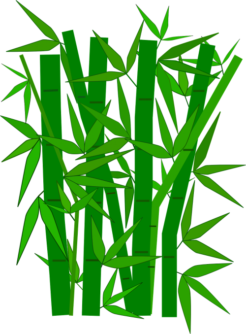 bamboo forest plant