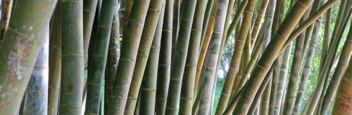 bamboo hatch stripes