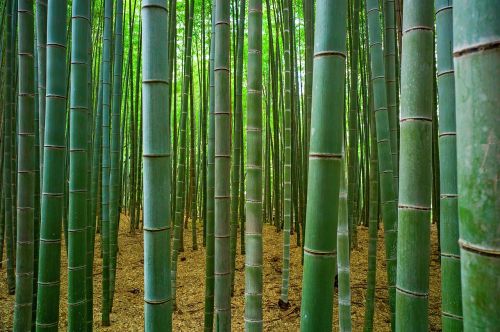 bamboo zen no one