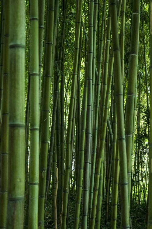 bamboo leaf nature