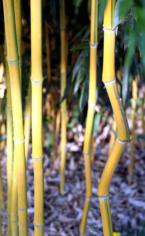 bamboo  plant  nature