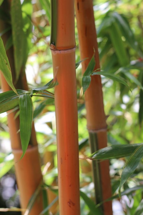 bamboo bamboo plants bamboo rods