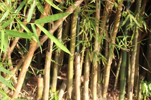 bamboo  nature  tree