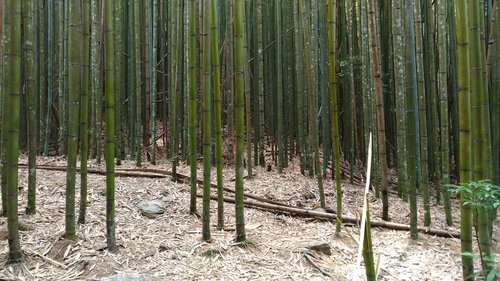 bamboo  mountain  the scenery
