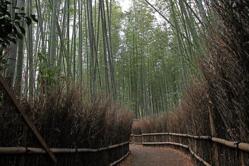 bamboo  forest  natural