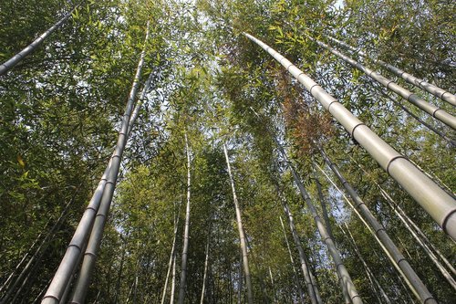 bamboo  vs grove  nature