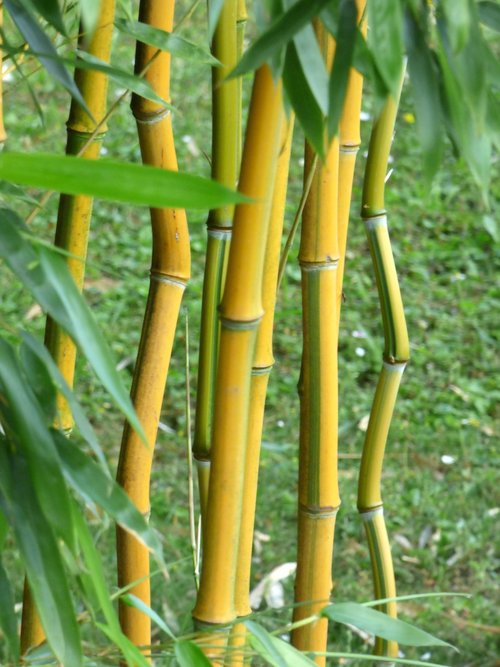 bamboo  leaves  wood