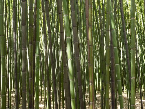 bamboo  forest  plants