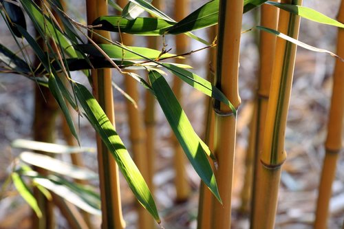 bamboo  leaves  nature