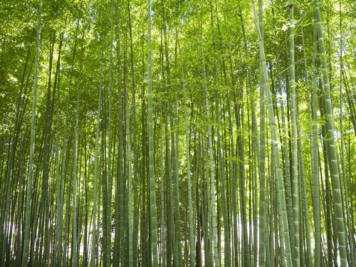 bamboo  forest  green