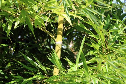 bamboo  blue  nature