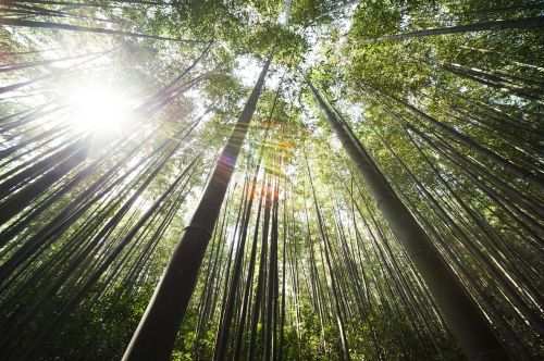 bamboo damyang sunshine