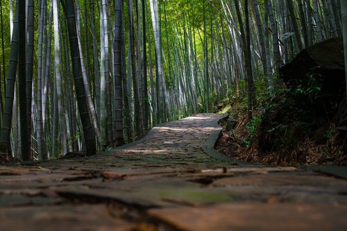 bamboo  natural  quiet