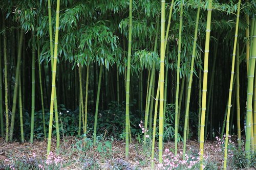 bamboo  nature  plants