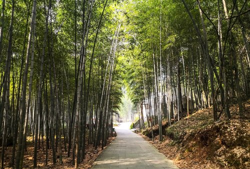 bamboo  greenway road  the scenery