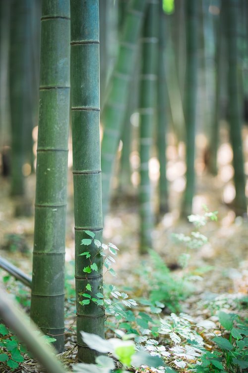 bamboo  landscape  tabitha