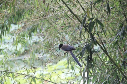 bamboo  bird  perched