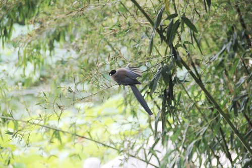 bamboo  bird  perched