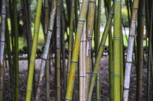 bamboo  trunk  tree