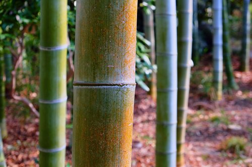 bamboo  forest  sunlight