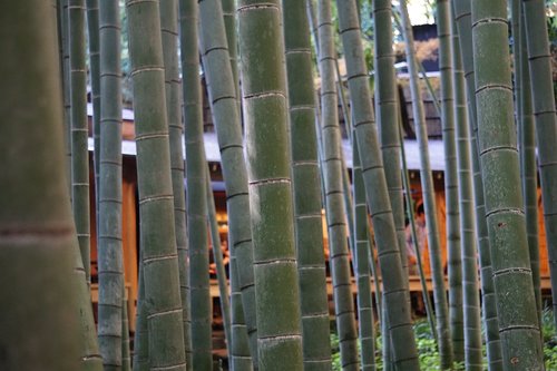 bamboo  forest  close up