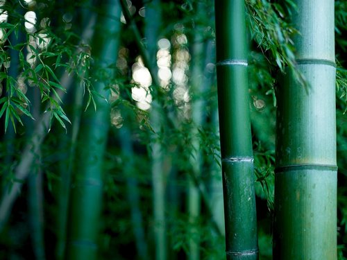 bamboo  green  plant