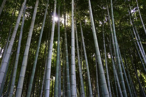 bamboo  bamboo forest  japan