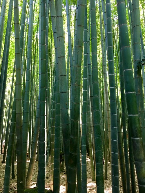 bamboo  japan  asia