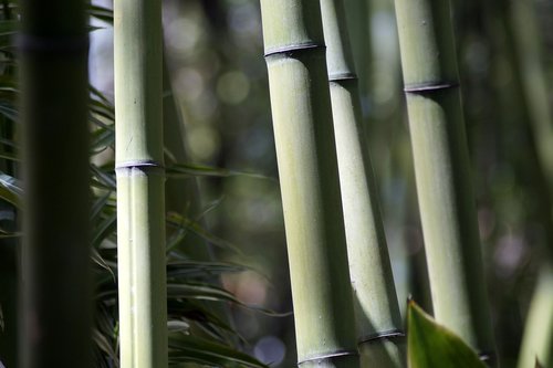 bamboo  forest  strains