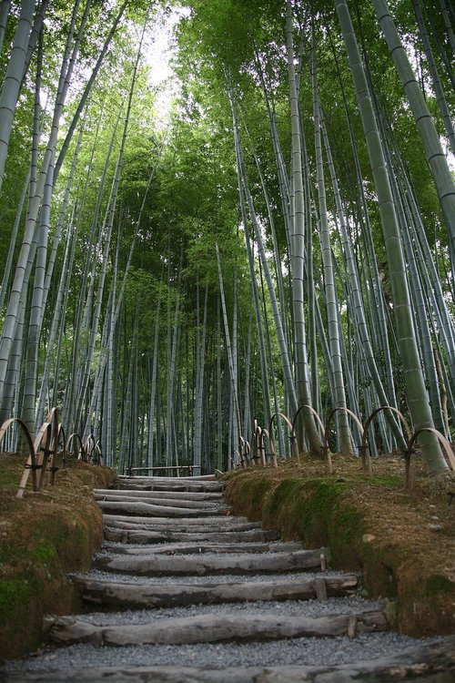 bamboo  garden  japan