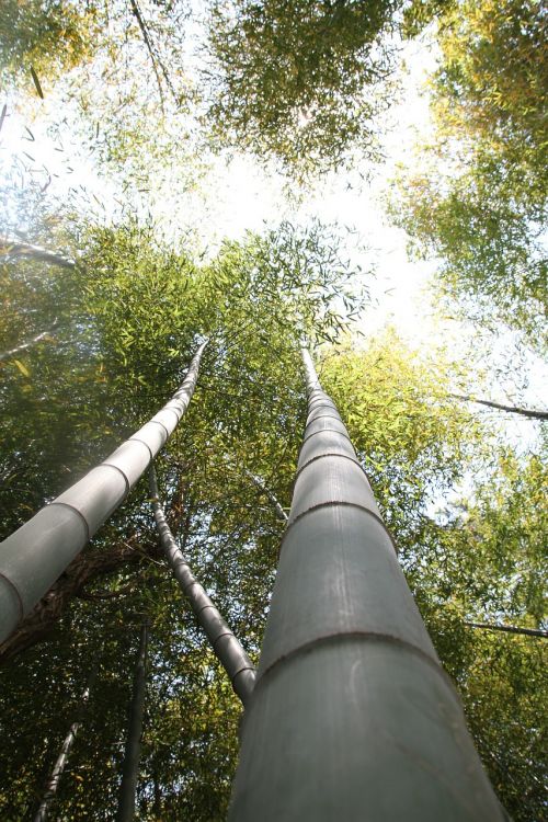 bamboo forest plants