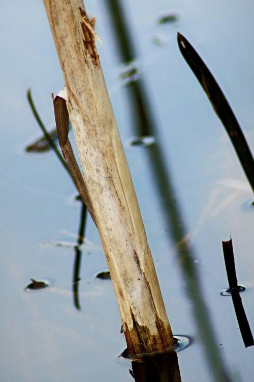 bamboo lake pond