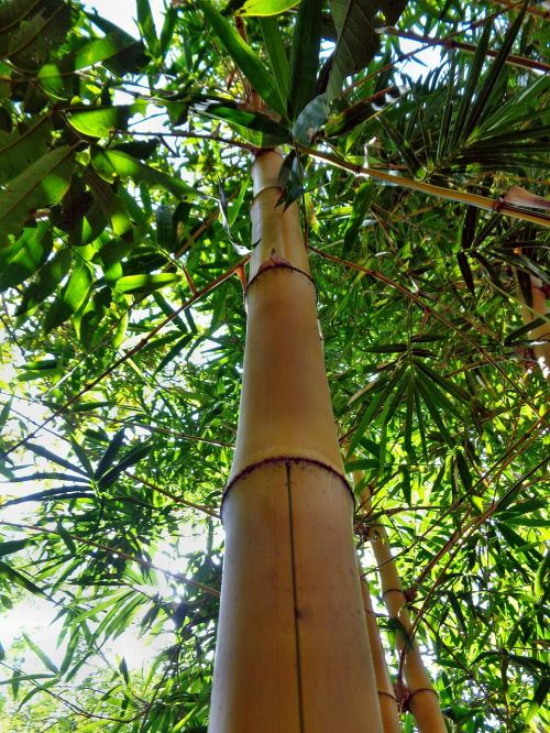 bamboo plant forest