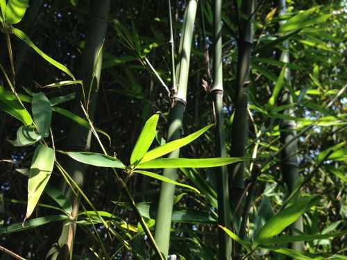 bamboo leaves plant