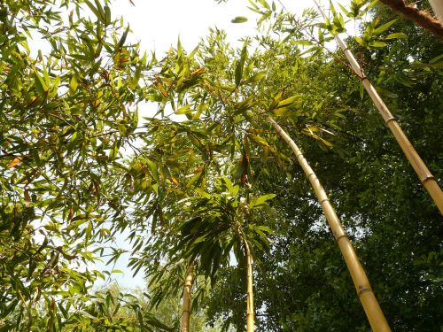 bamboo bamboo garden aureocaulis
