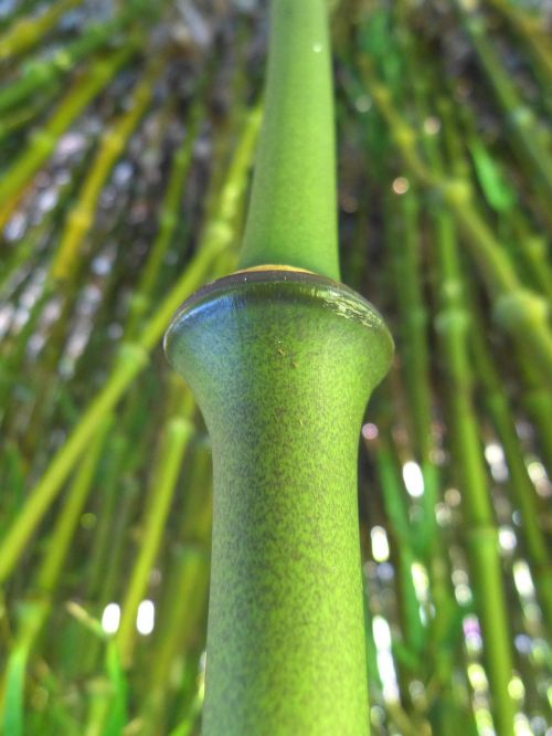 bamboo knot bamboo node