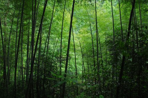 bamboo green