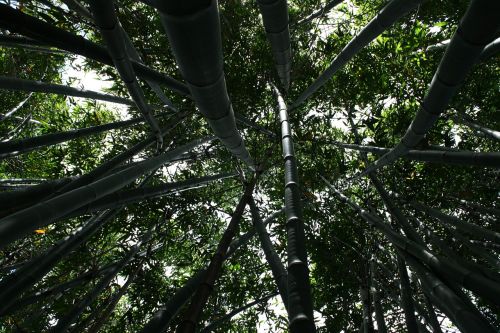 bamboo tall plant
