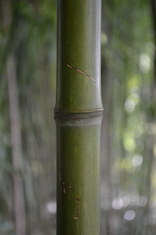 bamboo forrest asia
